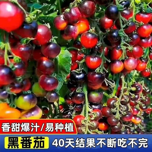 Black Tomato Seeds, Waterfall Tomatoes, Black Pearl Cherry Tomatoes, Small Tomato Seeds, Potted Cherry Tomato Fruit Seeds, Black Falls Cherry Tomato Seeds/pack, about 200 capsules, 3 packs