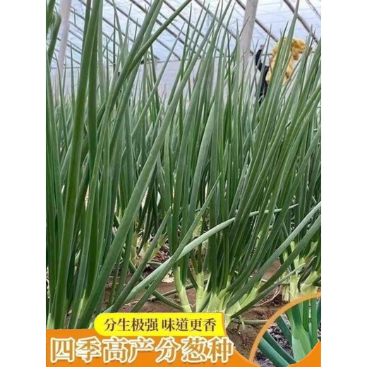 Divide onion seeds into four seasons, chive seeds, strong flavor, fast-growing chives, heat-resistant and cold-resistant potted garden chive seeds, selected grains, 2 packs, about 2000 grains