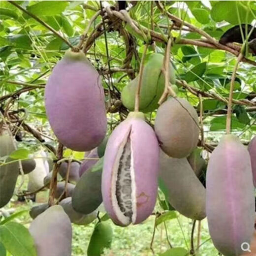 August melon, August fried seeds, new dietary fiber seeds, four-season climbing vines, balcony potted edible fruit seeds, August melon seeds/pack, about 20 capsules, 3 packs