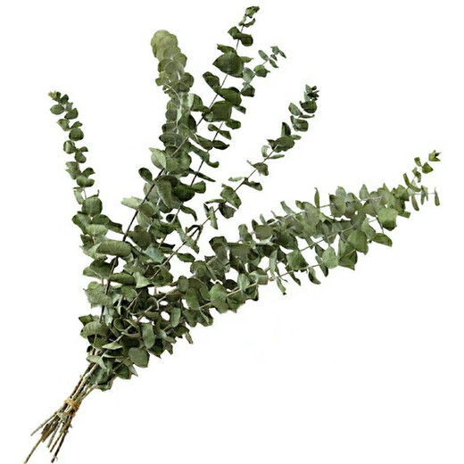 Eucalyptus leaf dried flower bouquet, natural air-dried branches, light luxury creative DIY decorative material ornaments, original color eucalyptus