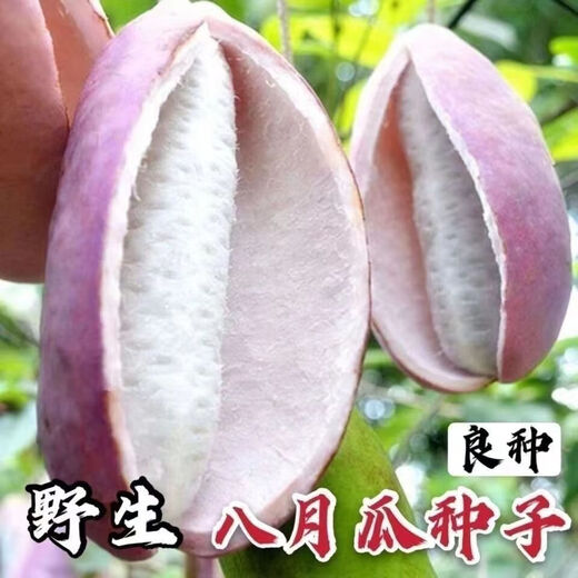 August melon, August fried seeds, new dietary fiber seeds, four-season climbing vines, balcony potted edible fruit seeds, August melon seeds/pack, about 20 capsules, 3 packs