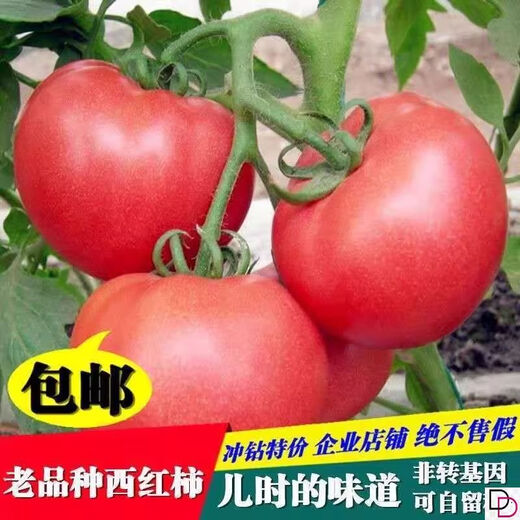 Tomato seeds old variety tomato seeds taste good pink fruit large fruit tomato pink fruit tomato seeds hardcover 200 capsules * 2 servings-A