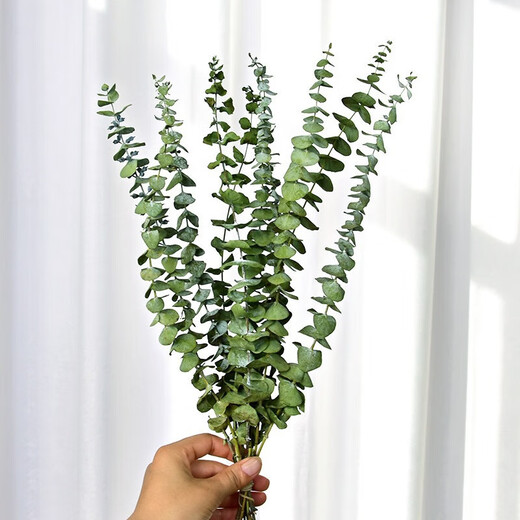 Eucalyptus leaf dried flower bouquet, natural air-dried branches, light luxury creative DIY decorative material ornaments, original color eucalyptus