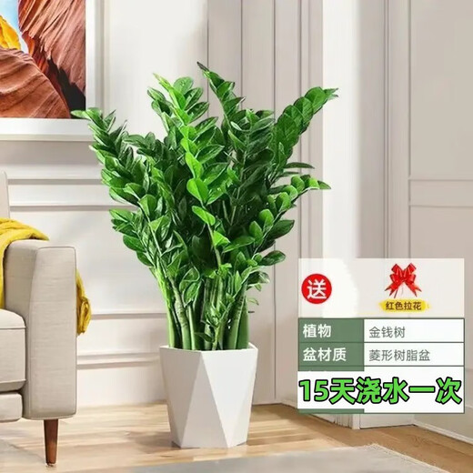 Money tree to attract wealth, large green plant in the living room, easy to maintain, formaldehyde-absorbing for opening housewarming gift, diamond-shaped white basin, height 65-75cm + bow tie 55-80cm