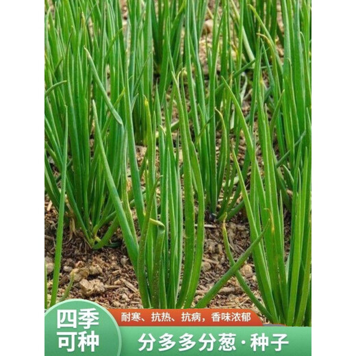 Divide onion seeds into four seasons, chive seeds, strong flavor, fast-growing chives, heat-resistant and cold-resistant potted garden chive seeds, selected grains, 2 packs, about 2000 grains
