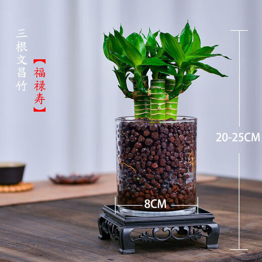 4 gold-listed Wenchang Bamboo plants, rich bamboo hydroponic plants with thick stems shipped with roots, step by step transfer bamboo, four Wenchang Bamboo stems + cylindrical glass bottle + ceramsite + base with basin