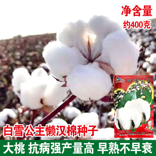 Семена хлопка Qiuying Liangmian 818, высокоурожайный гибридный хлопок, высокоурожайные семена полевых посадок, устойчивые к насекомым большие семена хлопка персика, подупаковка Snow White Lazy Cotton 10 г