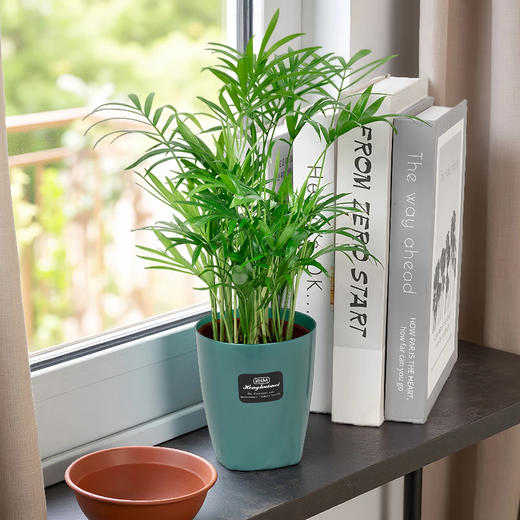 Meet Literature and Art 1 Pot of Pocket Coconut