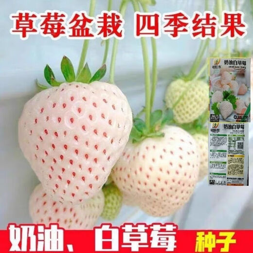 Creamy White Strawberry Seeds Four Seasons White Strawberry Seeds Vegetable Seeds and Beauty Home Potted Balcony Planting Creamy White Strawberry Seeds/Pack About 100 capsules 1 pack