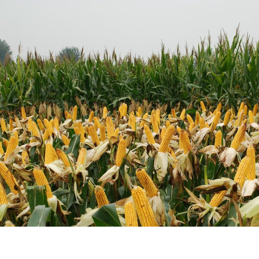 Семена кукурузы Denghai 606, 4000 зерен, редкие посадки, большие палочки, высокая урожайность, устойчивость к болезням и полеганию.