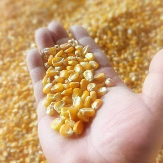 High-quality corn kernels for feeding ducks and pigeons, whole corn kernels, full kernels, low-priced dry corn for breeding and raising chickens, new corn 805 grams, clean, nationwide express delivery to towns and villages