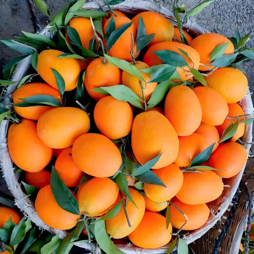 Nongdingdong Brand Orchard Ventes directes Chongqing Fengjie Navel Orange Newhall Coffret cadeau de fruits Magasin phare officiel de haute qualité Gros fruits à manger soi-même Diamètre de fruits 75-85 10 Jin Jin équivaut à 0,5 kg Coffret cadeau exquis