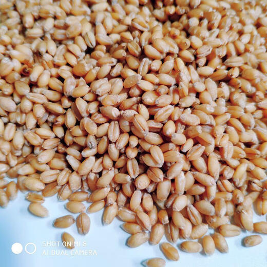2024 Dry wheat with skin, farmer’s wheat grains in bulk for making maltose, wheat seeds, germination, juice grinding and consumption. 5 Jin Jin is equal to 0.5 kg.