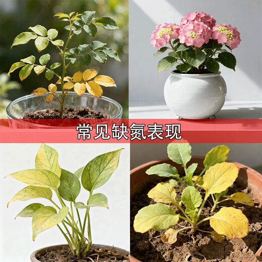 Quick-acting nitrogen fertilizer, medium granular 46% agricultural urea, general-purpose for flowers, green plants, vegetables, fruits, vegetables and fruit trees, medium granular urea 46% 10Jin Jin equal to 0.5kg sub-package