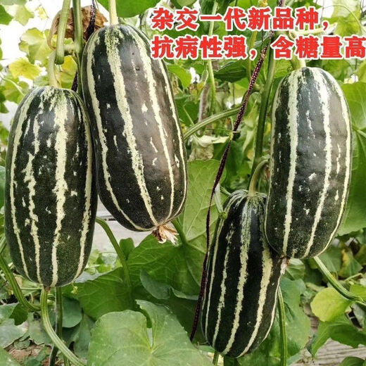 Sweet tooth-dropping rock sugar melon seeds, four-season high-yielding garden balcony potted fruit seeds rock sugar melon seeds, sweet tooth-dropping seeds/pack of about 100 capsules, 1 pack