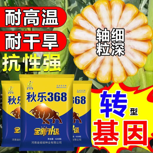 Nationally approved Qiule 368 corn seeds, ultra-dwarf, large sticks, high yield, lodging resistance, disease resistance, drought resistance, original hybrid, wide adaptability, tolerance to dense planting, resistance to lodging, resistance to high temperature, 4200 grains per bag, multiple items (++)