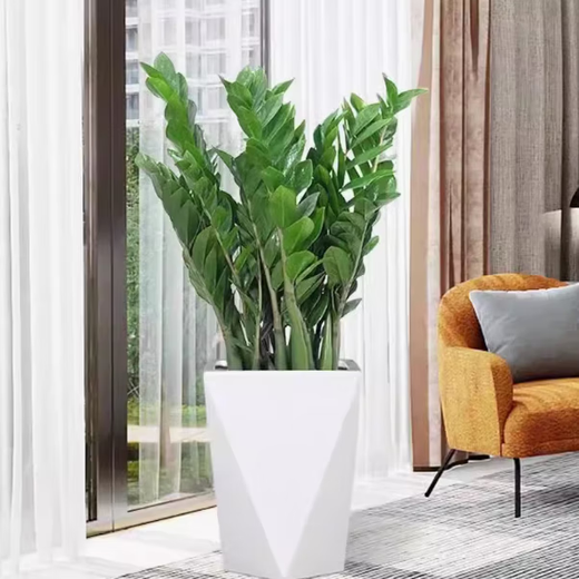 Money tree to attract wealth, large green plant in the living room, easy to maintain, formaldehyde-absorbing for opening housewarming gift, diamond-shaped white basin, height 65-75cm + bow tie 55-80cm