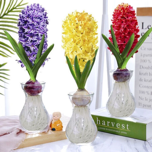 Imported hyacinth seed bulbs, large ball hydroponic office soil culture potted plants, winter cold-resistant flowering, easy to grow flowers for novices, blue pearls, circumference 16/17cm