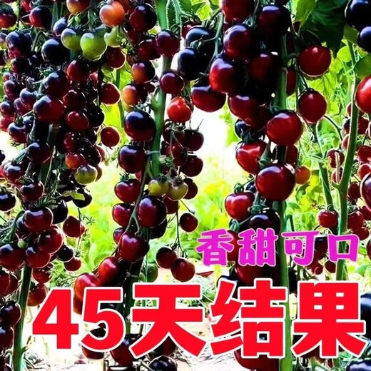 Black Tomato Seeds, Waterfall Tomatoes, Black Pearl Cherry Tomatoes, Small Tomato Seeds, Potted Cherry Tomato Fruit Seeds, Black Falls Cherry Tomato Seeds/pack, about 200 capsules, 3 packs