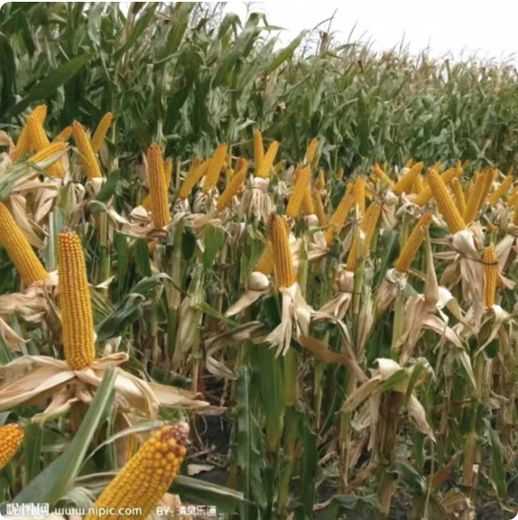 518 Высокоурожайные семена кукурузы Полная коллекция двойных клеток Устойчивость к полеганию и болезням Жесткие палочки Академия сельскохозяйственных наук Кукуруза 518 4200 зерен