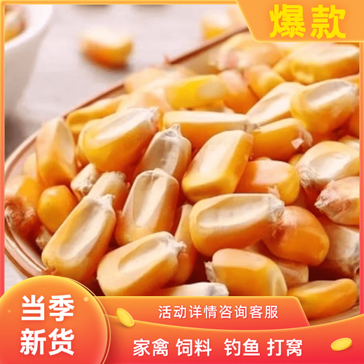 High-quality corn kernels for feeding ducks and pigeons, whole corn kernels, full kernels, low-priced dry corn for breeding and raising chickens, new corn 805 grams, clean, nationwide express delivery to towns and villages