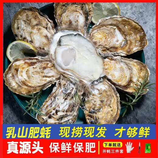 Fresh Rushan oysters, fresh and authentic Rushan oysters, 5 Jin Jin equals 0.5 kg box/10 Jin Jin equals 0.5 kg box 4XL large oysters (17-28 pieces per box) with box 10 Jin Jin equals 0.5 kg