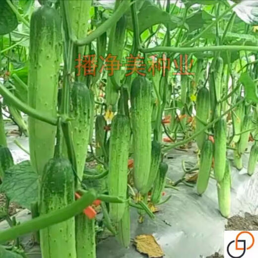 Hybrid sweet crispy king cucumber seeds old variety high yield dry cucumber seeds season spring and summer fruit and vegetable seeds hybrid sweet crispy king original 1 pack (about 50 pieces)