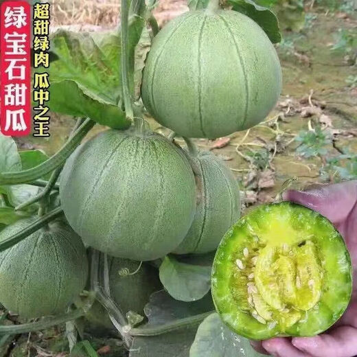 Emerald melon seeds, thin-skinned, super-sweet cantaloupe seeds, spring green-skinned, crispy melons for all seasons, early-maturing, high-yielding cantaloupe seeds, emerald melon seeds/pack, about 100 pieces, 5 packs
