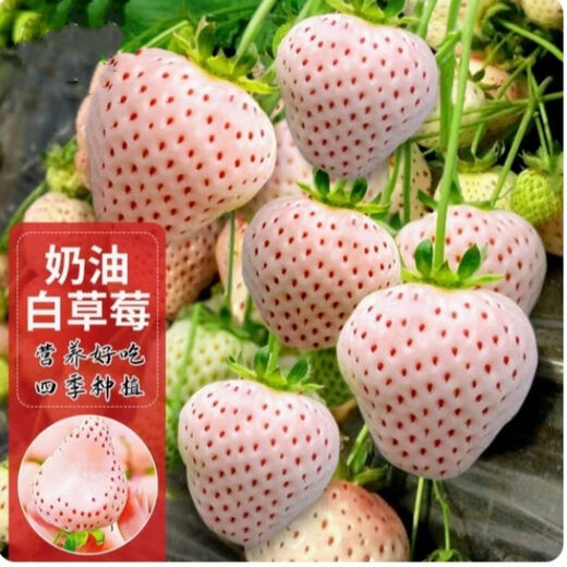 Creamy White Strawberry Seeds Four Seasons White Strawberry Seeds Vegetable Seeds and Beauty Home Potted Balcony Planting Creamy White Strawberry Seeds/Pack About 100 capsules 1 pack