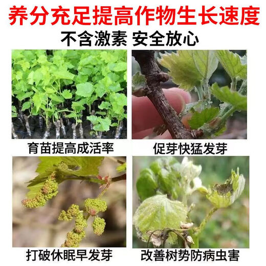 Taihui Li Cuiyang 50% monocyanamide ammonia grape peach and kiwi fruit tree bud-breaking sleep-inducing agent monohydroammonium growth regulator 1000ml*1 bottle Production date September 25 Shelf life 2 years