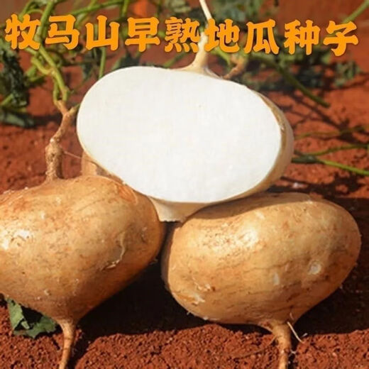 Early-maturing Muma Mountain Sweet Potato and Cold Potato Seeds Large Sweet Potato White Sweet Potato Kudzu High-yielding Spring and Autumn Sowing Fruit and Vegetable Seeds Muma Mountain Sweet Potato (Jingyam Seeds/Pack About 50 Pieces 5 Packs