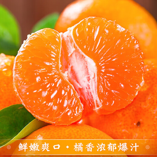 京地达浙江临海涌泉蜜桔新鲜水果橘子桔子重9.2斤单果65mm源头直发包邮