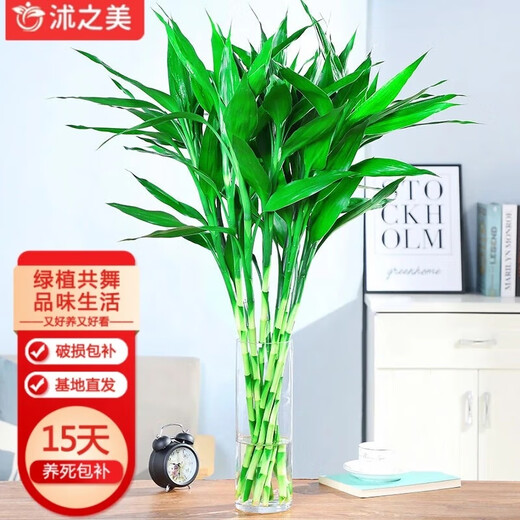 Shuzhimei Hydroponic Green Plant Lucky Bamboo Hydroponic Plant 10 Lucky Bamboo Plants About 70-80cm High - Bottle Not Included Straight from the Source