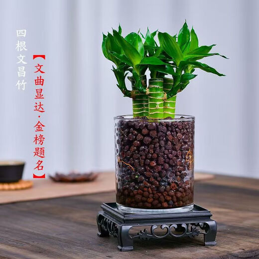 4 gold-listed Wenchang Bamboo plants, rich bamboo hydroponic plants with thick stems shipped with roots, step by step transfer bamboo, four Wenchang Bamboo stems + cylindrical glass bottle + ceramsite + base with basin