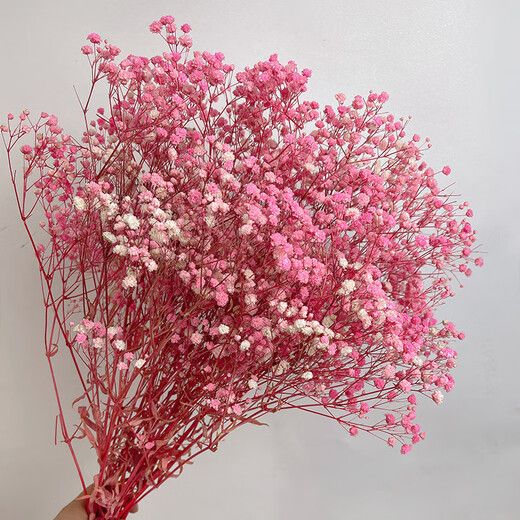 Jatu Dace Festival Dried Flowers Everlasting Gypsophila Real Flowers Home Wedding Decoration Flower Arrangement Window Soft Decoration Landscaping Dream Star Yunnan Straight Everlasting Gypsophila Light Pink About 120g