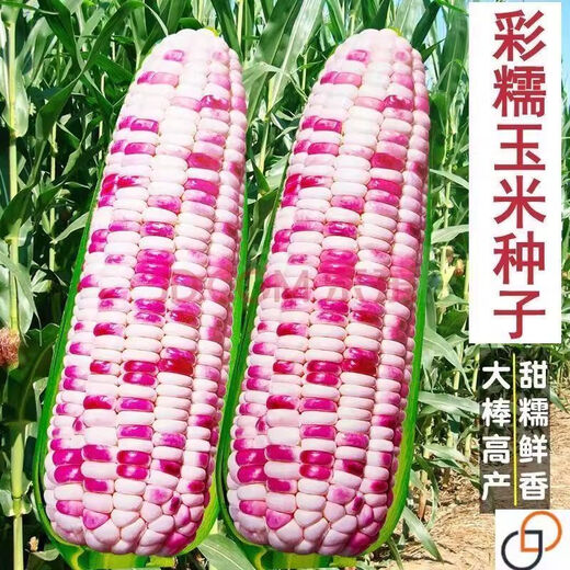 Super sweet colorful waxy corn seeds, high yield in the field, sweet and waxy corn seeds in all seasons, early maturing, colorful and sticky corn seeds, colorful sweet waxy corn seeds 1+1, original hardcover 2 packs, colorful sweet waxy corn seeds+