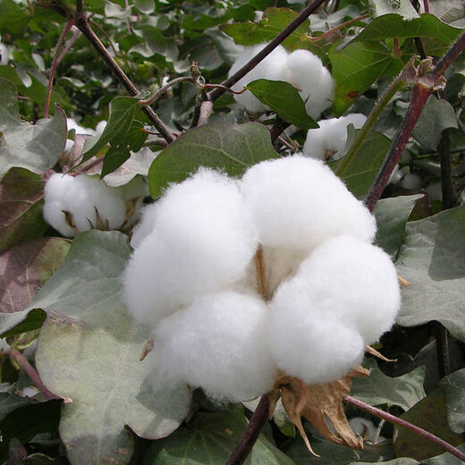 Qiuying lazy cotton cotton seeds field planting agricultural four-season high-yield spring seed seed insect-resistant cotton Snow White lazy cotton 350g original