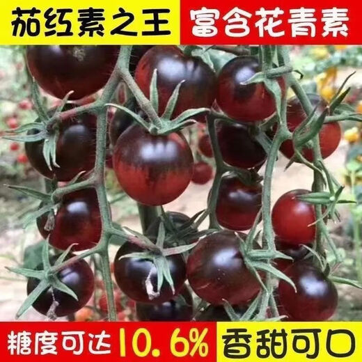 Black Tomato Seeds, Waterfall Tomatoes, Black Pearl Cherry Tomatoes, Small Tomato Seeds, Potted Cherry Tomato Fruit Seeds, Black Falls Cherry Tomato Seeds/pack, about 200 capsules, 3 packs