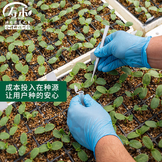 Shouhe Meidu Watermelon Seed Seedlings Improved Kirin Melon Fruit Seeds Weiyu Meidu Watermelon Seeds 50 + 25