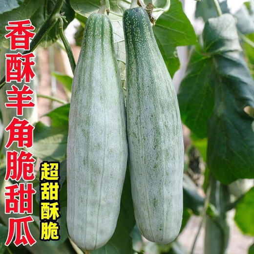 Croissant Melon Seeds, High Yield, Super Sweet Thin Skin Croissant Seeds, Balcony Flower Potted Fruit and Vegetable Seeds, Croissant Seeds, 2 packs of about 200 seeds