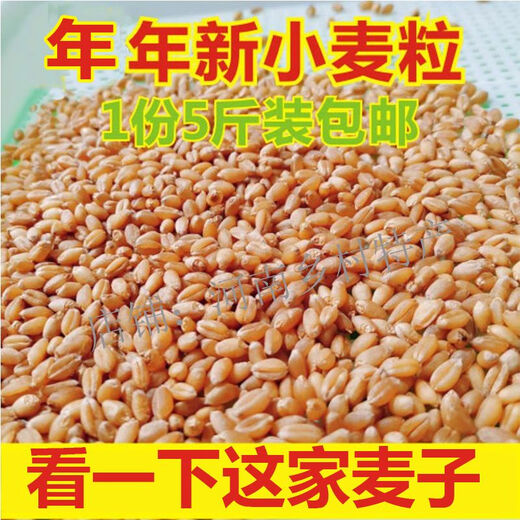 2024 Dry wheat with skin, farmer’s wheat grains in bulk for making maltose, wheat seeds, germination, juice grinding and consumption. 5 Jin Jin is equal to 0.5 kg.