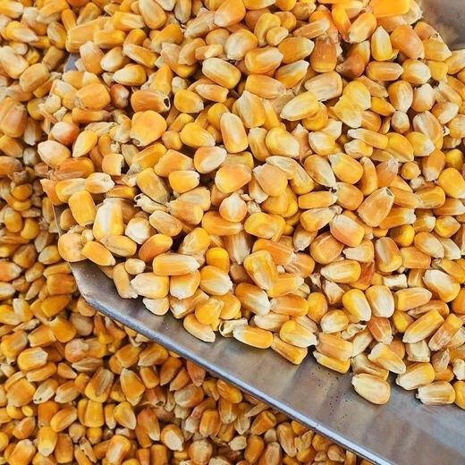 High-quality corn kernels for feeding ducks and pigeons, whole corn kernels, full kernels, low-priced dry corn for breeding and raising chickens, new corn 805 grams, clean, nationwide express delivery to towns and villages