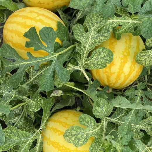 Huangmeiren watermelon seeds, yellow-skinned sweet king, early-maturing watermelon seeds, southern fruits, spring and four seasons vegetable seeds, Huangmeiren watermelon seeds, 3 packs, about 60 capsules