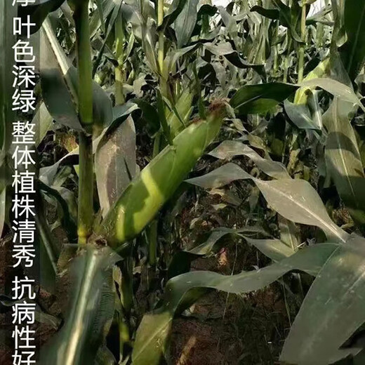 Nongke Nuo 336 Corn Seeds Tianjia Nuo National Appraisal Fresh Food Bao Gu Tian Nuo Grains 1:3 Huaao Seeds 200g/bag Nongke Nuo 336 Tianjia Nuo