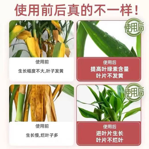 20,000 additional purchases from the entire network, Lucky Bamboo Special Nutrient Solution, Lucky Bamboo Guanyin Bamboo Hydroponic Plant Copper Money Grass Potted Lucky Bamboo Nutrient Solution 300ml 1 bottle