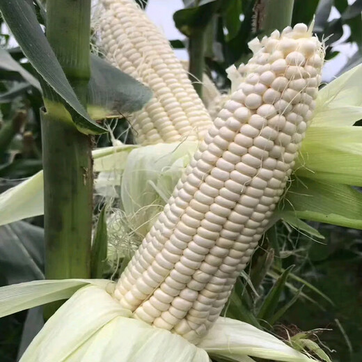 Wangyuanxing corn seeds, high yield, sweet fruit seeds, extra large drought-resistant glutinous seeds, early maturing old varieties, four seasons collection, Zhenzhenbang 600 corn 40g bag