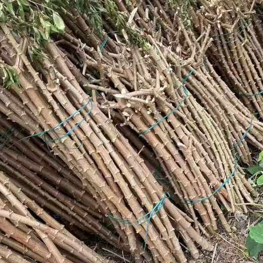 Yishenghuo authentic Guangxi Huanan No. 9 yellow-heart cassava seedlings, preferred No. 9 yellow-fleshed cassava seedlings, 11 yellow-heart cassava seedlings
