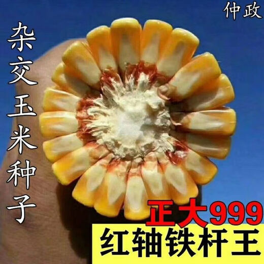 999 corn seeds, short stems, extra large sticks, red shafts, disease-resistant, drought-resistant, lodging-resistant corn seeds, nationally approved corn seeds, Zhengda 999 original two packs of two Jin Jin equal to 0.5 kg
