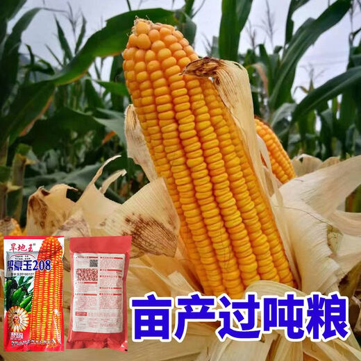 Национальный обзор Banghaoyu, коллекция высокоурожайных семян кукурузы, Юньнань-Гуйчжоу, Сычуань, Сычуань, с коротким стеблем, очень большая палочка, устойчивая к полеганию, семена прицветника, оригинальные 1 кг (приблизительно 1 му земли)