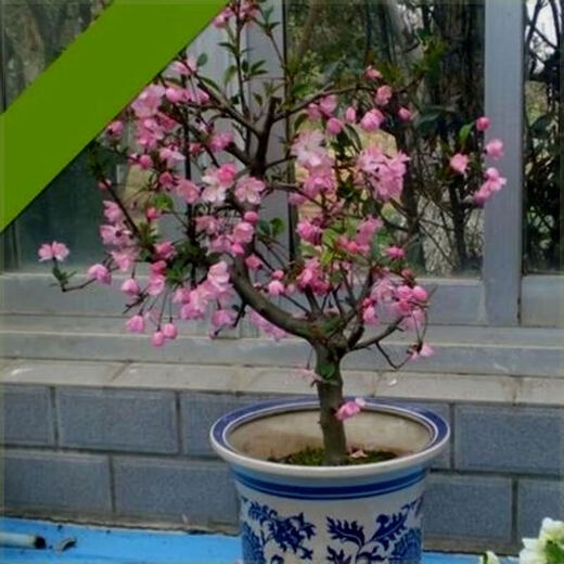 Laozhuang Begonia Four Seasons Begonia flower sapling potted bonsai cold-resistant indoor and outdoor courtyard blooms continuously in all seasons, five-year seedling flowering period with buds